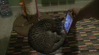 Коты по Ватсапу \ Cats and Whatsapp 4K