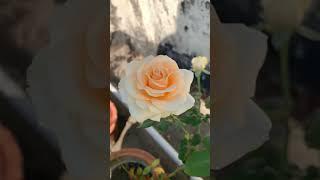 Peach Avalanche Rose