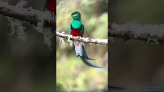 Quetzal - The Bird That Will Make You Say "Wow!"