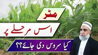 What service should be given to Peas at this stage || Crop Reformer