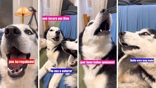 CONVERSACIONES LOCAS DE MIS HUSKIES  ¡PREPÁRATE para REÍR sin parar!