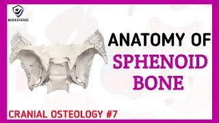 Sphenoid Bone Anatomy | Cranial Osteology #7