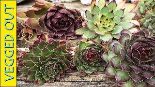 SUCCULENTS PLANT HAUL & UNBOXING - COLD HARDY SEMPERVIVUM - HENS & CHICKS