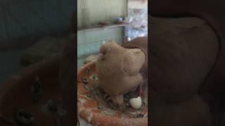 Pigeon lofts #pigeon #babycare #video #pets #shorts