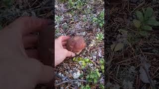 Mushroom picking in Swedish forests #boletusedulis #mushrooms #fungi