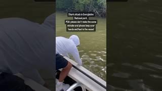 Shark Attacks Fisherman in Florida Everglades!