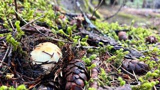 King Bolete & Matsutake Pine Mushroom Hunting