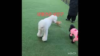 시바견 쿠키와 호두의 두물머리 답사기 #시바견 #시바이누 #강아지 #귀여워 #두물머리