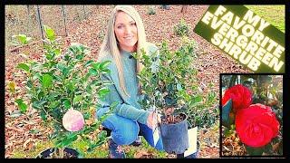 How To Grow Camellias | Camellia Japonica vs Sasanqua