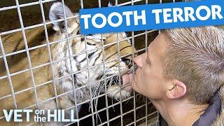 Dr Scott Faces Tiger With Rotting Teeth | Vet On The Hill| Vet On The Hill