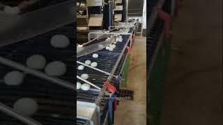 Automated Duck egg collection and processing lines, Modern High-tech Duck Farming, #shorts S&TUIAI01