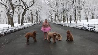 The Tutu Project Behind the Scenes: Four Dogs (and a Ballerina), Central Park, New York City