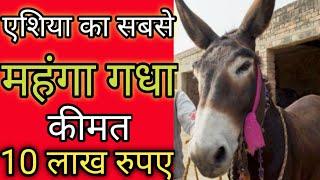 एशिया का सबसे महंगा गधा ।Facty banda।#short#youtubeshort#earthadventureinhindi