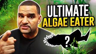 Aquarium Algae Bloom? - Use This Algae Eater Fish