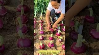 Purple Onion Harvest: Nature’s Treasure Revealed.