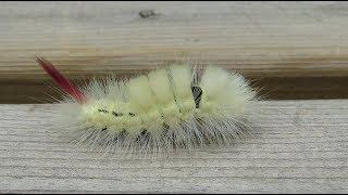 Pale Tussock - Calliteara pudibunda - Meriansborstel / 's Gravenvoeren - Belgium / 16-9-2018