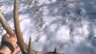 Mule deer 3 point shed antler