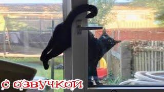 Funny Animal Videos 2024 - Funniest Dogs and Cats Videos #314