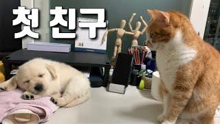 세상 무해한 조합️ 리트리버와 고양이들 첫 만남 / retriever meeting my cats for the first time #유기견입양