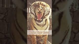 Angry Tiger Sound  | Tiger Growling Sound #shorts