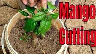 How to propagate mango tree from cuttings. Grow mango cutting roots . Grafting mango tree cutting