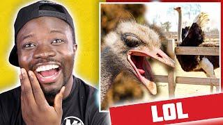 This Ostrich thought I was Food! Like How?