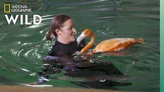 Flamingos Get Hydrotherapy | Secrets of the Zoo