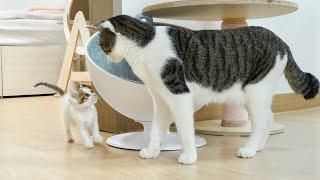 큰 고양이는 구조된 아기고양이들을 가족으로 받아들일 수 있을까? │고양이 합사 86편