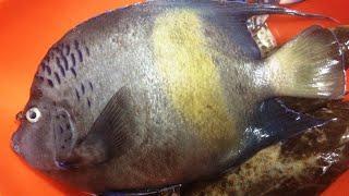 Surgeonfish 1/2 Kilos | Traditional Line Fishing