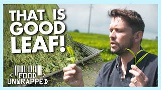 What's the Difference Between Cheap and Expensive Tea? | Food Unwrapped