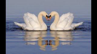 THE BEST COMPOSITIONS BY SERGEY GRISCHUK! HEALING MUSIC FOR STRESS RELIEF!