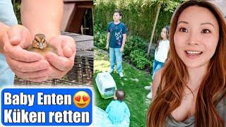 Baby Enten Küken retten  Zuhause aufziehen?  Familie entscheidet! Teil 1 Mamiseelen