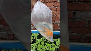 The mysterious Fish is alive how #petsvlog #aquarium #fish