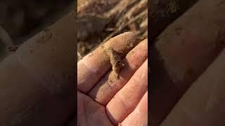 Sweet Find with my Metal Detector #metaldetecting #civilwarrelics #metaldetector #relicdigging