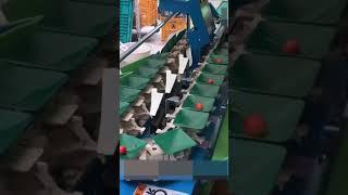 Cherry Sorting Machine with Semi-Automatic Feeder #shorts #agrimachinery