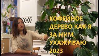 КОФЕЙНОЕ ДЕРЕВО КАК Я ЗА НИМ УХАЖИВАЮ 2023