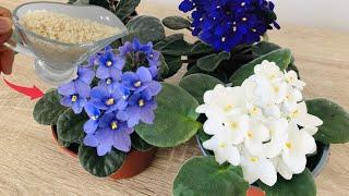 Just give 1 cup! The flowerless violet suddenly sprouted and bloomed wildly