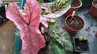 Potting On Caladiums and Looking at My New Plant Purchases.