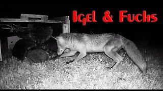 Igel und Fuchs - hedgehog and fox