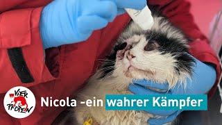 Kater Nicola überlebt schweren Autounfall | VIER PFOTEN