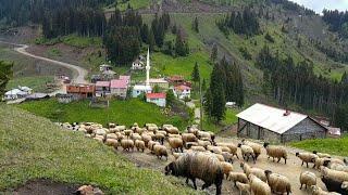 #Erikbeli yaylası  Kadırga yaylası  Trabzon'dan Gümüşhane'ye yol hikâyeleri...