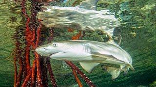 Lemon Shark (Mangroves Areas as Nursery Sites)