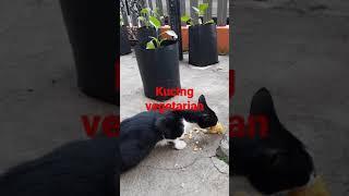 Kucing Leon makan jagung rebus