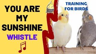 YOU ARE MY SUNSHINE with WHISTLE - Cockatiel Singing Training - Bird Whistling