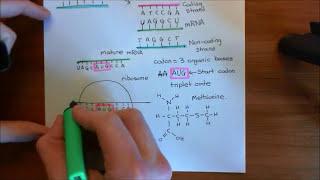 Types of Mutations Part 1