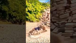 The Village's Cutest Dog: Confused Puppy Chooses Between Two Animals