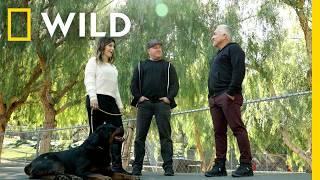 Cesar Milan's Top Training Transformations | Nat Geo Wild