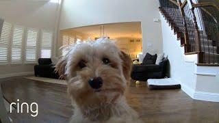 Mini Goldendoodle Puppy Gives Her Pet Dad Kisses on a Ring Cam｜RingTV