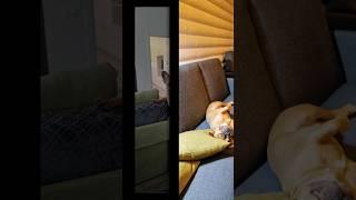 Конец бедной жизни  #собака #смешно #видео #богатство #life #dog #animals #art #lucu
