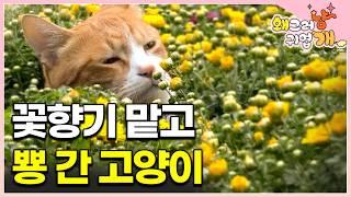 "아... 완연한 봄인가?" 길거리 고양이가 꽃집에 들어와 살게 된 이유 │꽃집 고양이│#왜그러냥귀엽개